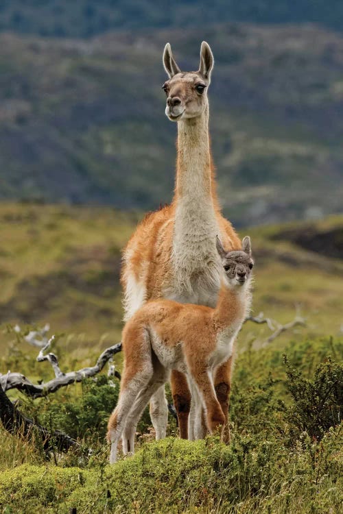 Guanaco and baby, Andes Mountain, Torres del Paine National Park, Chile. Patagonia