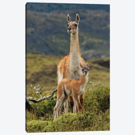 Guanaco and baby, Andes Mountain, Torres del Paine National Park, Chile. Patagonia Canvas Print #AJO63} by Adam Jones Canvas Art