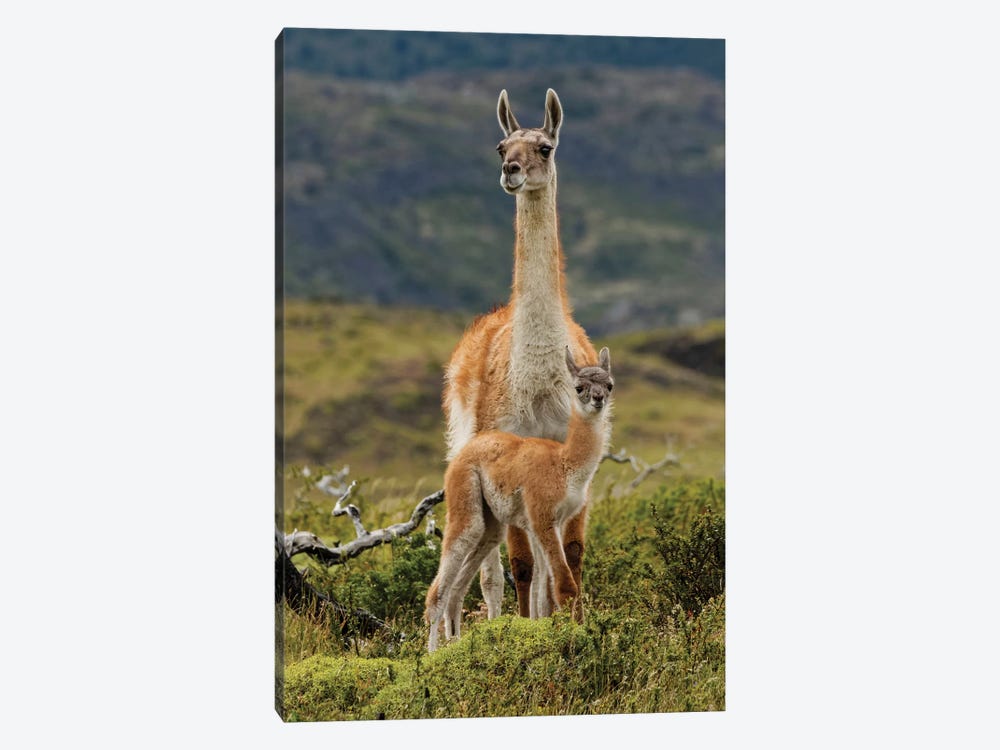 Guanaco and baby, Andes Mountain, Torres del Paine National Park, Chile. Patagonia by Adam Jones 1-piece Canvas Art