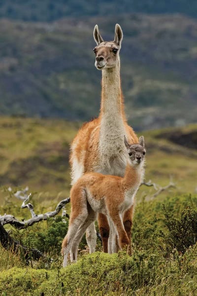 Llamas: Guanaco and baby, Andes Mountain, Torres del Paine National Park, Chile. Patagonia by Adam Jones