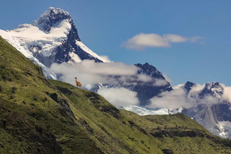 Guanaco on steep slope, Torres del Paine National Park, Chile, Patagonia, Patagonia