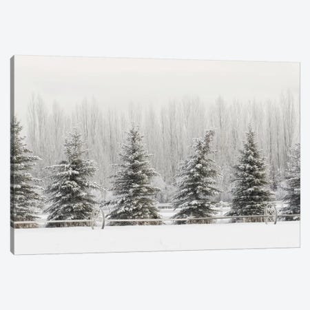 Heavy frost on trees, Kalispell, Montana Canvas Print #AJO65} by Adam Jones Canvas Art Print