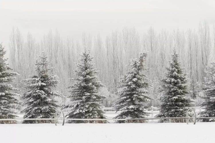 Heavy frost on trees, Kalispell, Montana