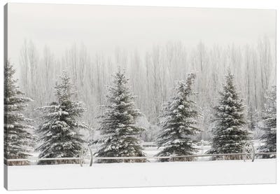 Heavy frost on trees, Kalispell, Montana Canvas Art Print - Evergreen Tree Art