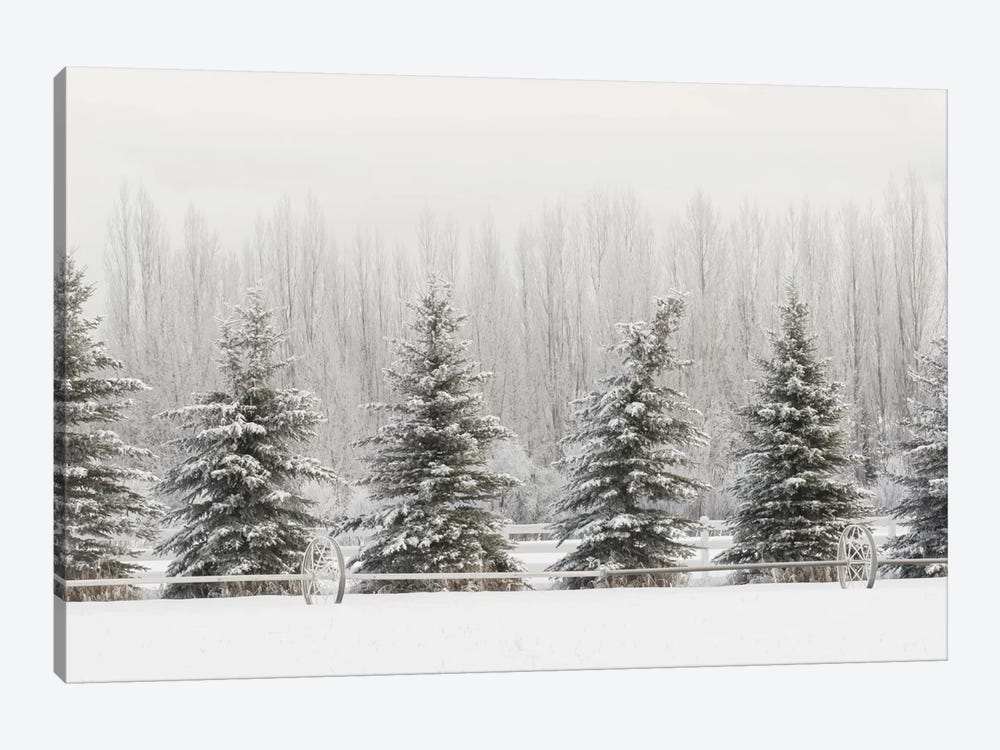 Heavy frost on trees, Kalispell, Montana by Adam Jones 1-piece Canvas Artwork