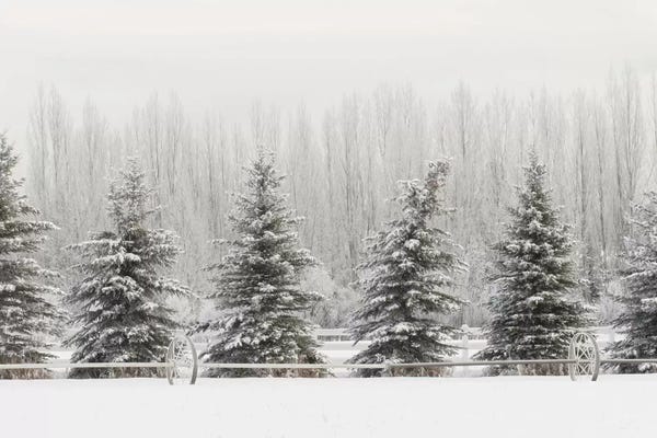 Montana: Heavy frost on trees, Kalispell, Montana by Adam Jones