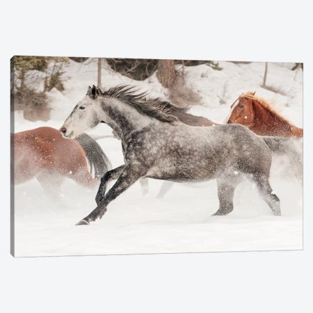 Horse Roundup In Winter, Kalispell, Montana Canvas Print #AJO66} by Adam Jones Canvas Art Print