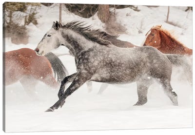 Horse Roundup In Winter, Kalispell, Montana Canvas Art Print - Montana Art