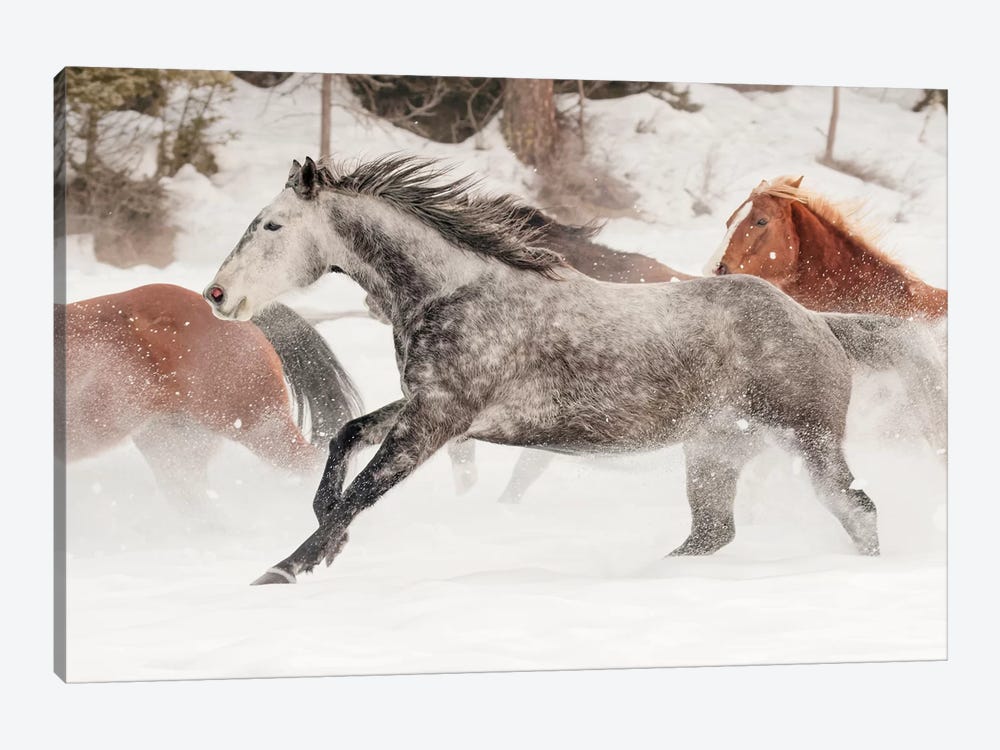 Horse Roundup In Winter, Kalispell, Montana by Adam Jones 1-piece Canvas Print