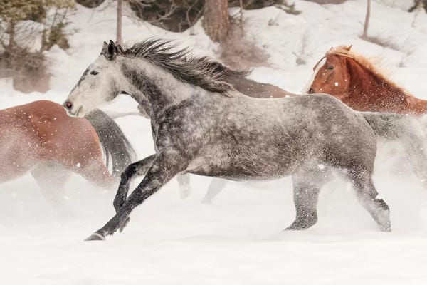 Montana: Horse Roundup In Winter, Kalispell, Montana by Adam Jones