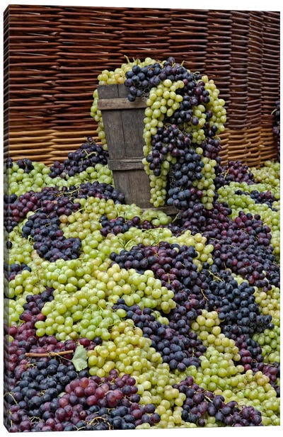 Grape Harvest, Festa dell'Uva, Impruneta, Florence Province, Tuscany Region, Italy Canvas Art Print - Grape Art