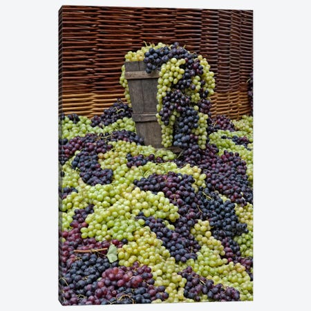 Grape Harvest, Festa dell'Uva, Impruneta, Florence Province, Tuscany Region, Italy Canvas Print #AJO6} by Adam Jones Canvas Wall Art