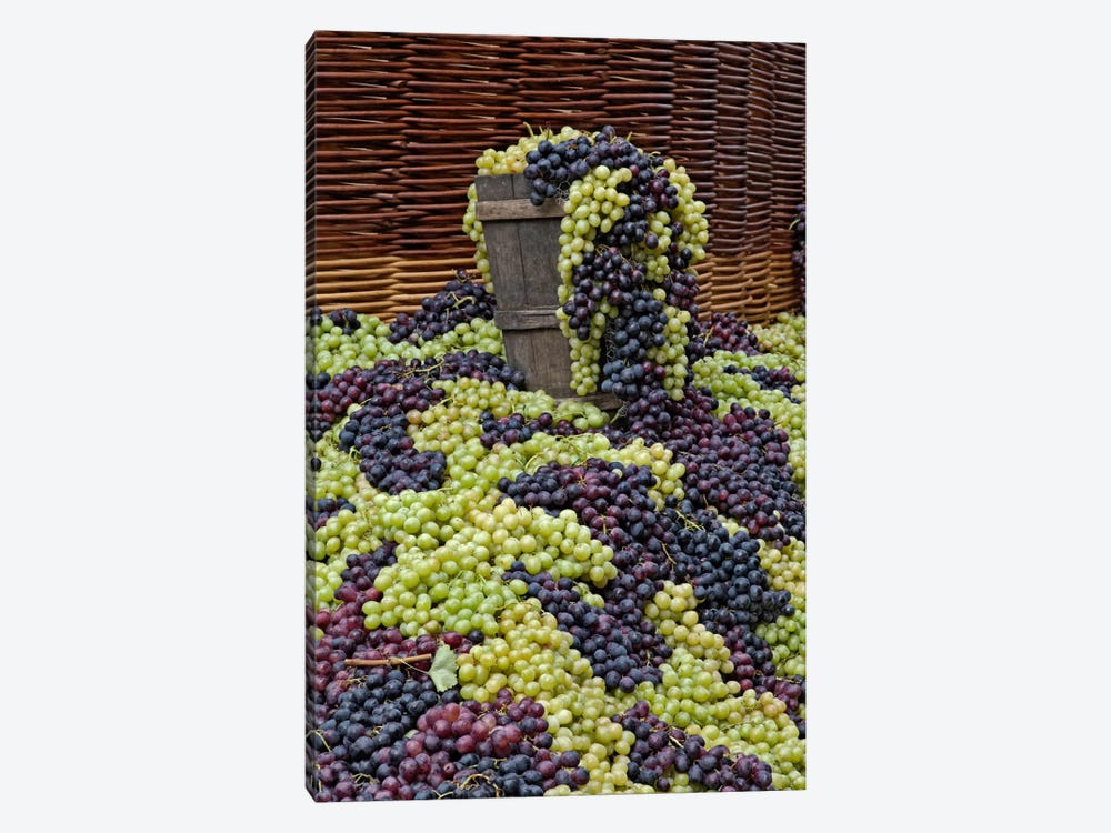 Grape Harvest, Festa dell'Uva, Impruneta, Florence Province, Tuscany Region, Italy by Adam Jones 1-piece Canvas Artwork