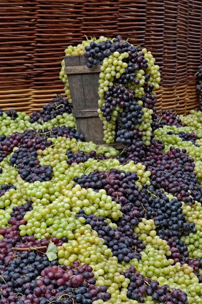 Still Life Photography: Grape Harvest, Festa dell'Uva, Impruneta, Florence Province, Tuscany Region, Italy by Adam Jones