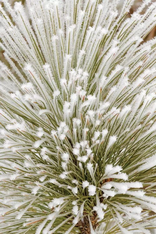 Pine bough with heavy frost crystals, Kalispell, Montana