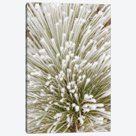 Pine bough with heavy frost crystals, Kalispell, Montana Canvas Print #AJO73} by Adam Jones Art Print