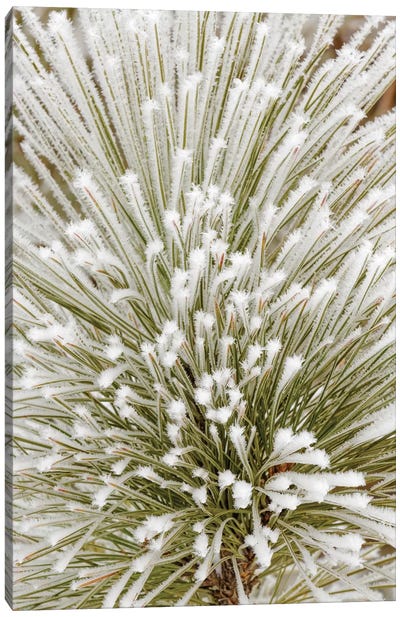 Pine bough with heavy frost crystals, Kalispell, Montana Canvas Art Print - Ice & Snow Close-Up Art
