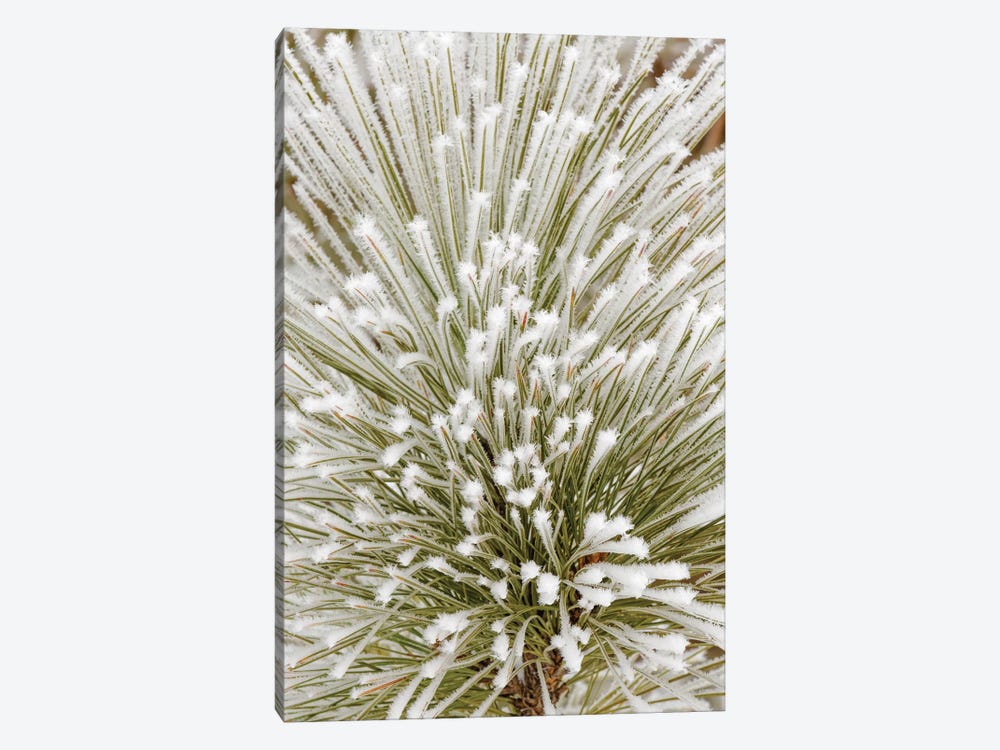 Pine bough with heavy frost crystals, Kalispell, Montana by Adam Jones 1-piece Art Print