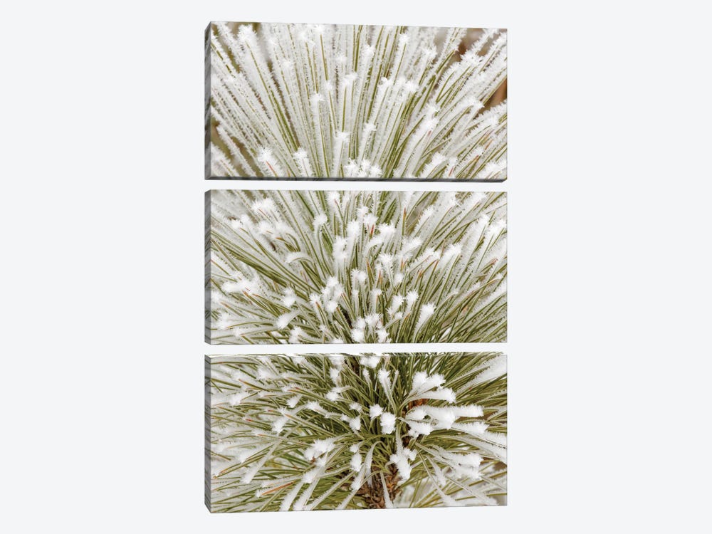 Pine bough with heavy frost crystals, Kalispell, Montana by Adam Jones 3-piece Canvas Art Print