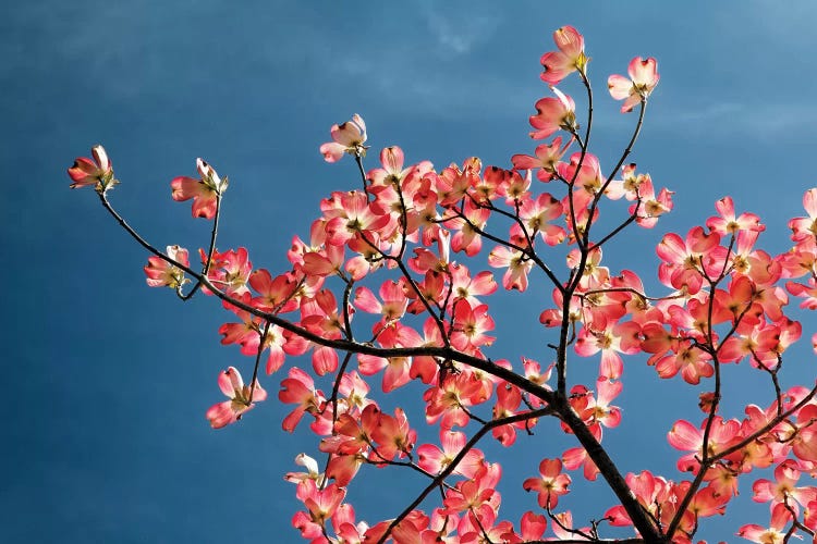 Pink dogwood tree against blue sky, Lexington, Kentucky