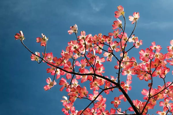 Kentucky: Pink dogwood tree against blue sky, Lexington, Kentucky by Adam Jones