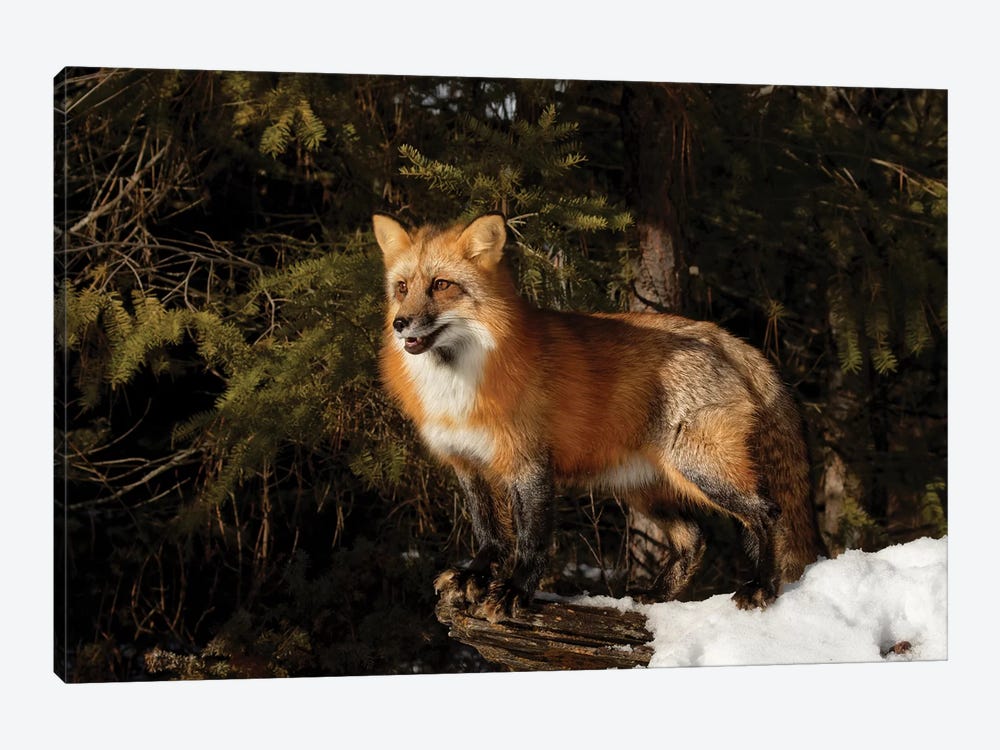 Red Fox in winter, Montana, Vulpes Vulpes by Adam Jones 1-piece Art Print