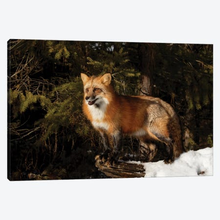 Red Fox in winter, Montana, Vulpes Vulpes Canvas Print #AJO75} by Adam Jones Canvas Artwork