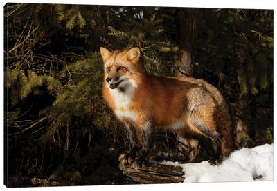Red Fox in winter, Montana, Vulpes Vulpes Canvas Art Print - Montana Art