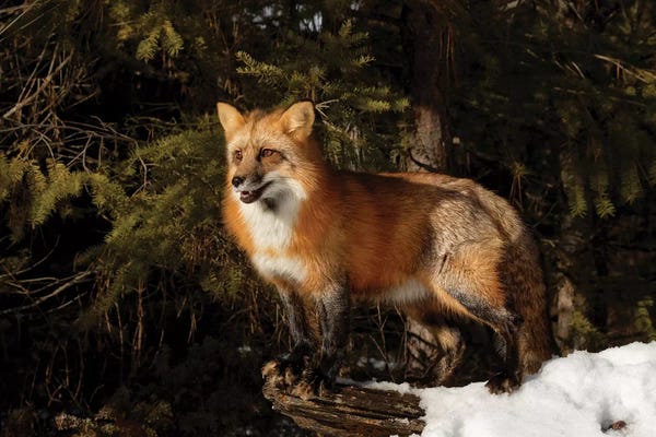 Montana: Red Fox in winter, Montana, Vulpes Vulpes by Adam Jones