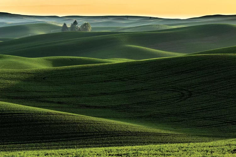 Rolling Hills Covered In Wheat At Sunset, Palouse Region, Washington State