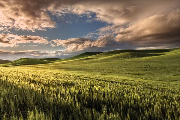 Hillsides: Rolling Hills Of Wheat At Sunrise, Palouse Region, Washington State by Adam Jones