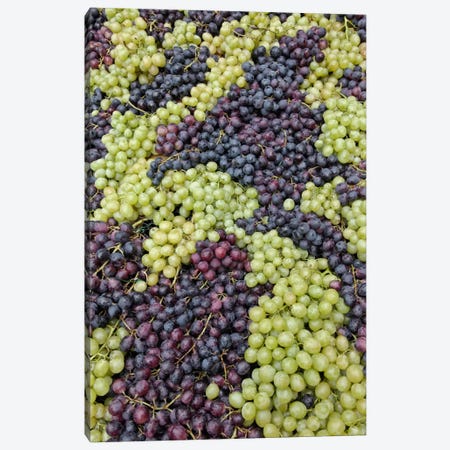 Grape Harvest In Zoom I, Festa dell'Uva, Impruneta, Florence Province, Tuscany Region, Italy Canvas Print #AJO7} by Adam Jones Canvas Wall Art
