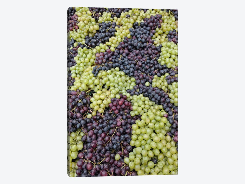 Grape Harvest In Zoom I, Festa dell'Uva, Impruneta, Florence Province, Tuscany Region, Italy by Adam Jones 1-piece Art Print