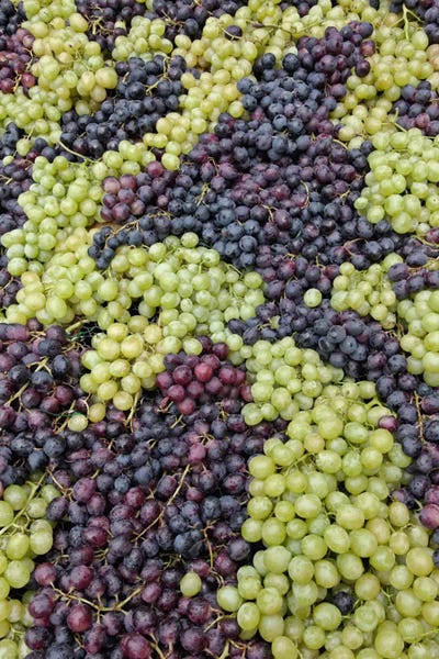 Florence: Grape Harvest In Zoom I, Festa dell'Uva, Impruneta, Florence Province, Tuscany Region, Italy by Adam Jones