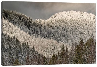 Snow-covered Trees On Mountain Canvas Art Print - Adam Jones