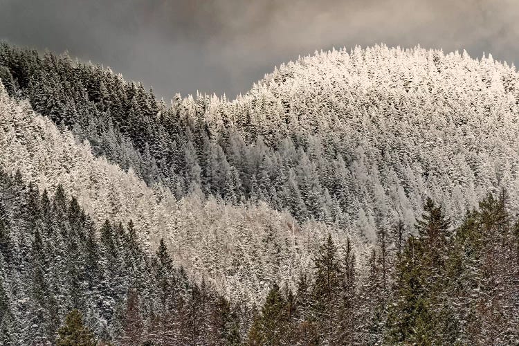 Snow-covered Trees On Mountain