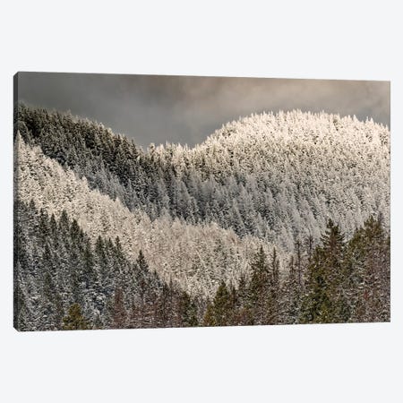 Snow-covered Trees On Mountain Canvas Print #AJO80} by Adam Jones Canvas Wall Art