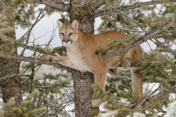 Michigan: Tahquamenon Falls III, Tahquamenon Falls State Park, Whitefish, Michigan by Adam Jones