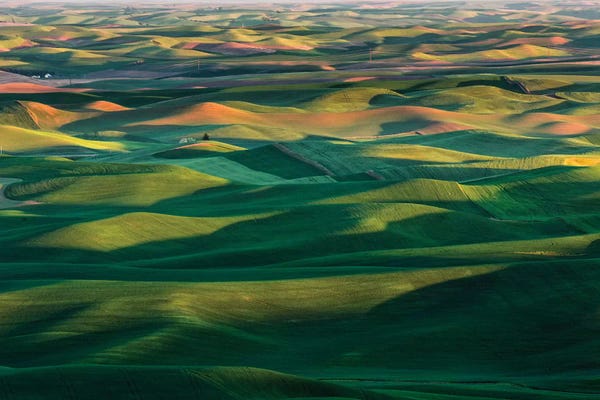Washington: Undulating Wheat Crop, Palouse Region, Washington State by Adam Jones
