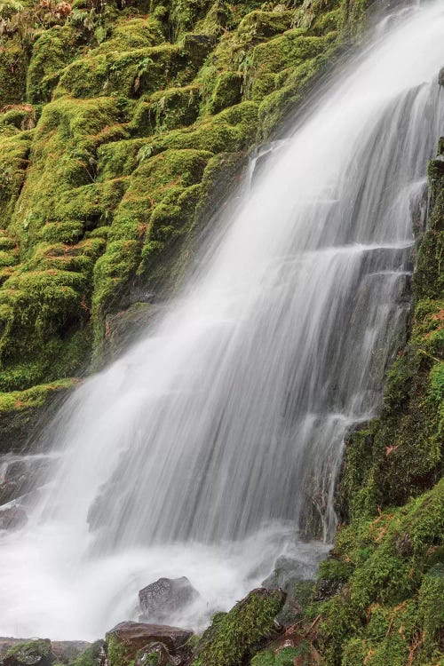 White Branch Falls I, Oregon Cascades, Oregon