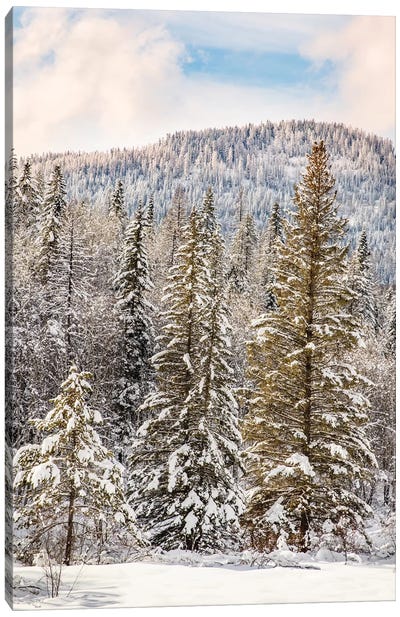Winter mountain scene, Montana Canvas Art Print - Evergreen Tree Art