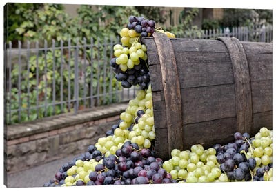 Grape Harvest In Zoom II, Festa dell'Uva, Impruneta, Florence Province, Tuscany Region, Italy Canvas Art Print - Adam Jones