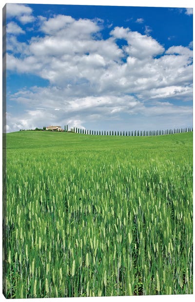 Wheat Field And Drive Lined By Stately Cypress Trees, Tuscany, Italy Canvas Art Print - Grass Art