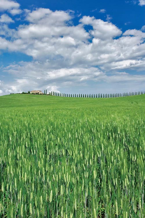 Wheat Field And Drive Lined By Stately Cypress Trees, Tuscany, Italy