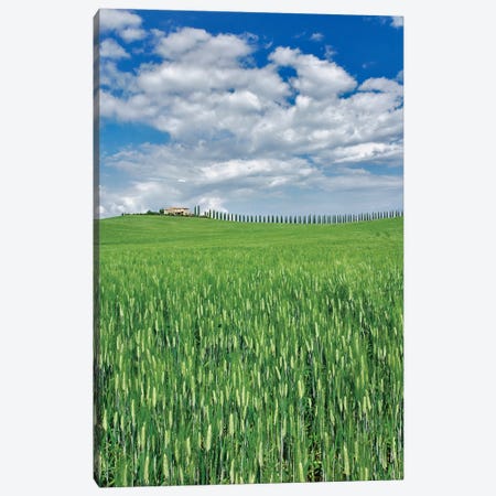 Wheat Field And Drive Lined By Stately Cypress Trees, Tuscany, Italy Canvas Print #AJO90} by Adam Jones Canvas Print