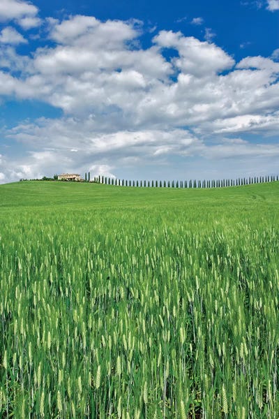 Wheat Field And Drive Lined By Stately Cypress Trees, Tuscany, Italy