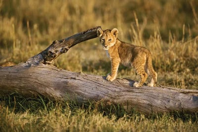 Lion Cub On Log, Masai Mara, Kenya by Adam Jones framed canvas print