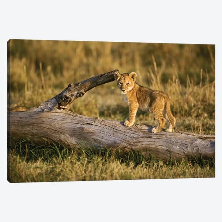 Lion Cub On Log, Masai Mara, Kenya Canvas Print #AJO91} by Adam Jones Canvas Art Print