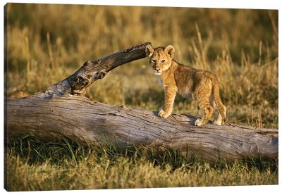 Lion Cub On Log, Masai Mara, Kenya Canvas Art Print - Maasai Mara National Reserve