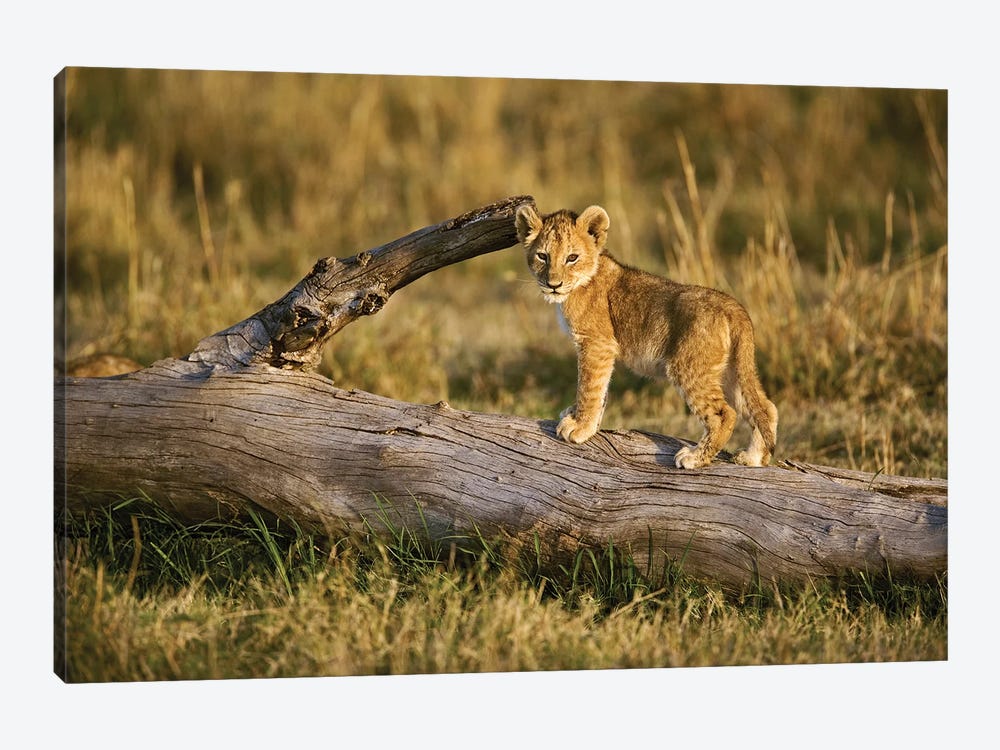 Lion Cub On Log, Masai Mara, Kenya by Adam Jones 1-piece Canvas Print